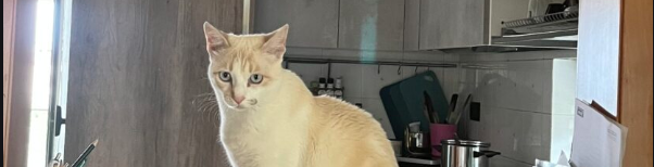 La mia guida ha lunghi baffi