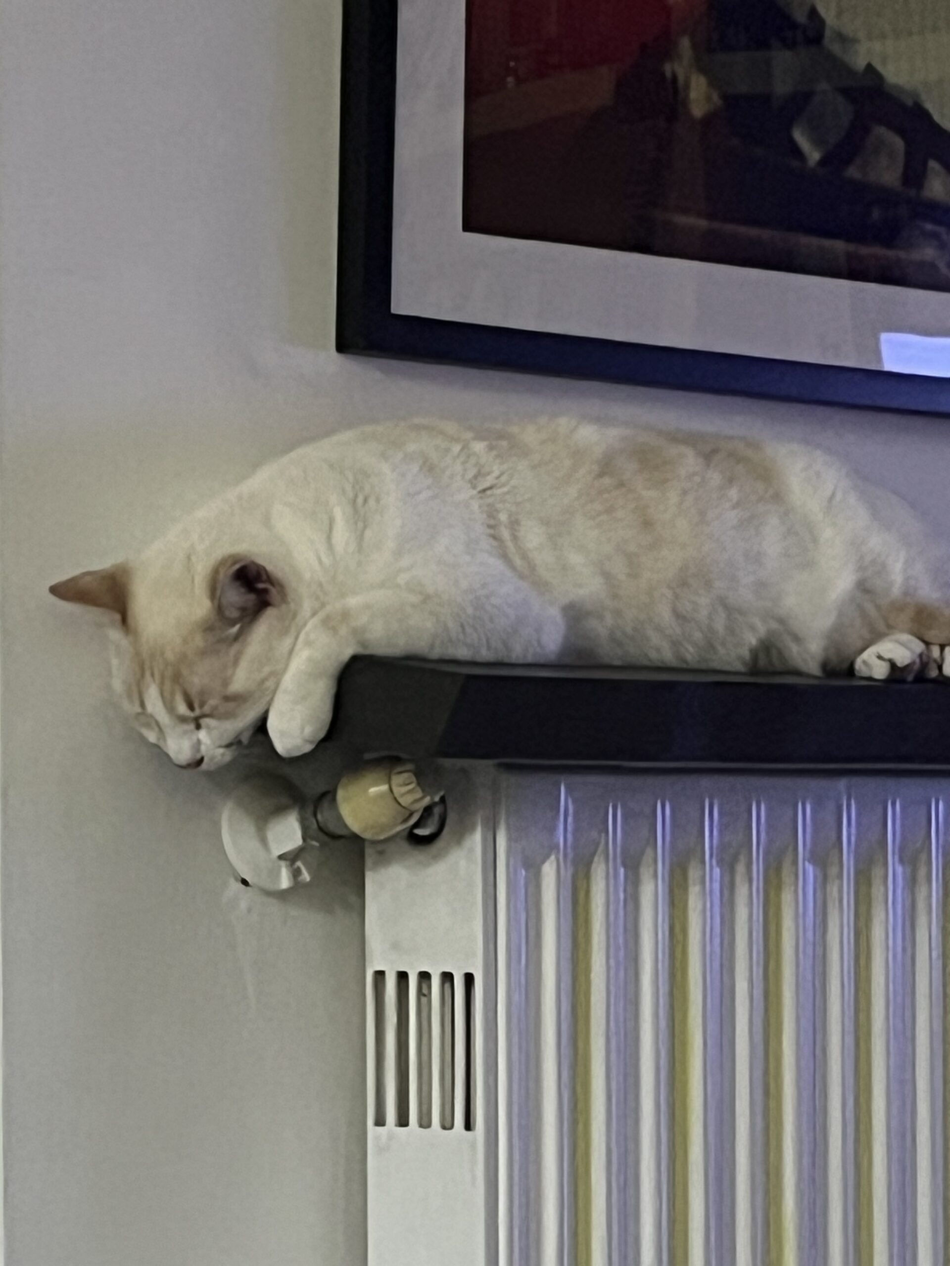 Le Cronache di Peppalaselvaggia